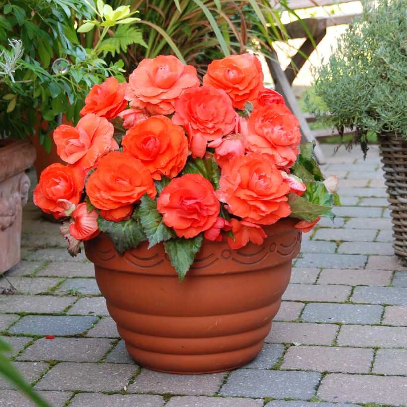Begonia Superba Salmon (Porte)