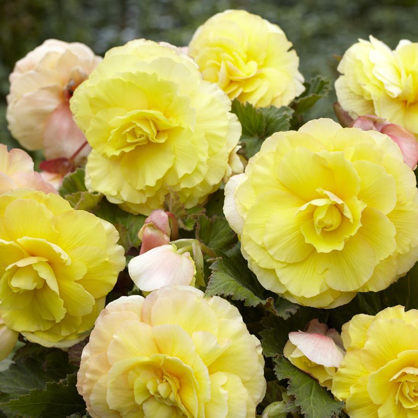 Begonia Superba Yellow (Floración)