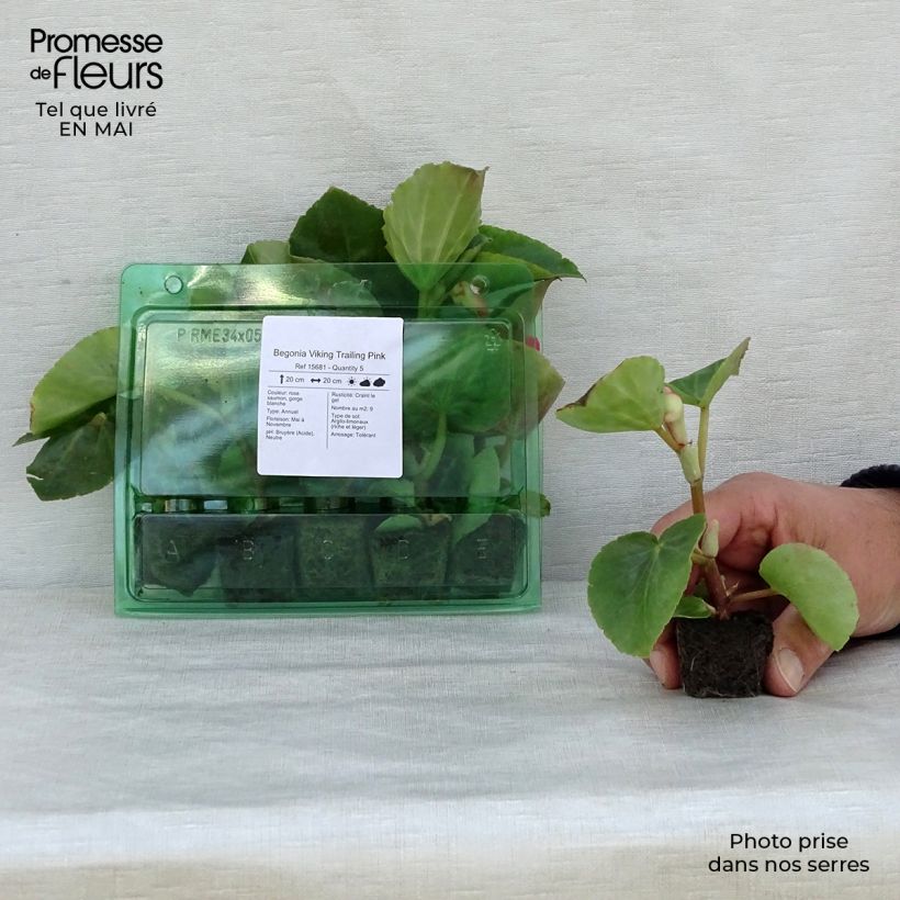 Begonia Viking Trailing Pink minicepellón: Ø 3/4 cm Ejemplar entregado en la primavera