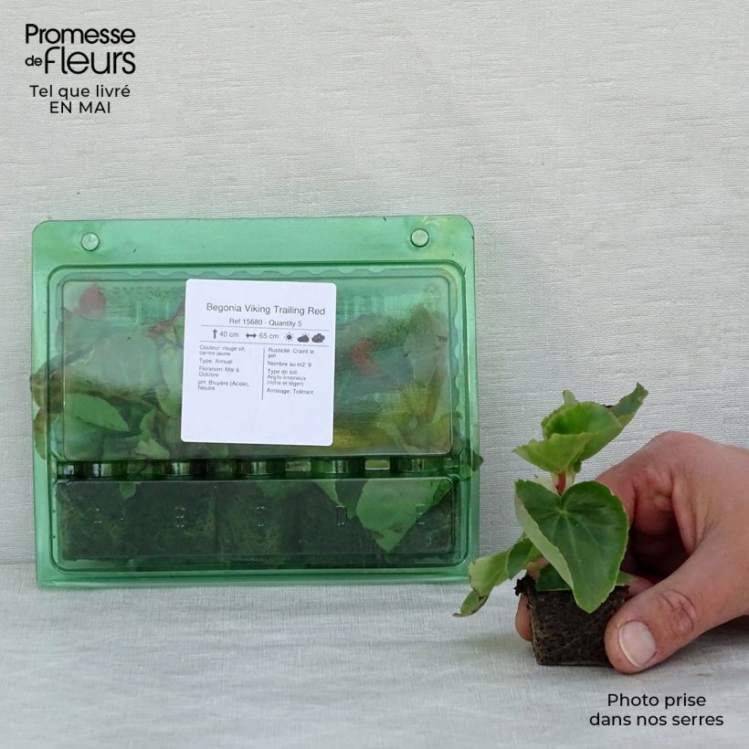Begonia Viking Trailing Red minicepellón: Ø 3/4 cm Ejemplar entregado en la primavera
