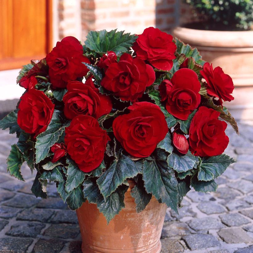 Begonia grandiflora doble Rojo oscuro (Porte)