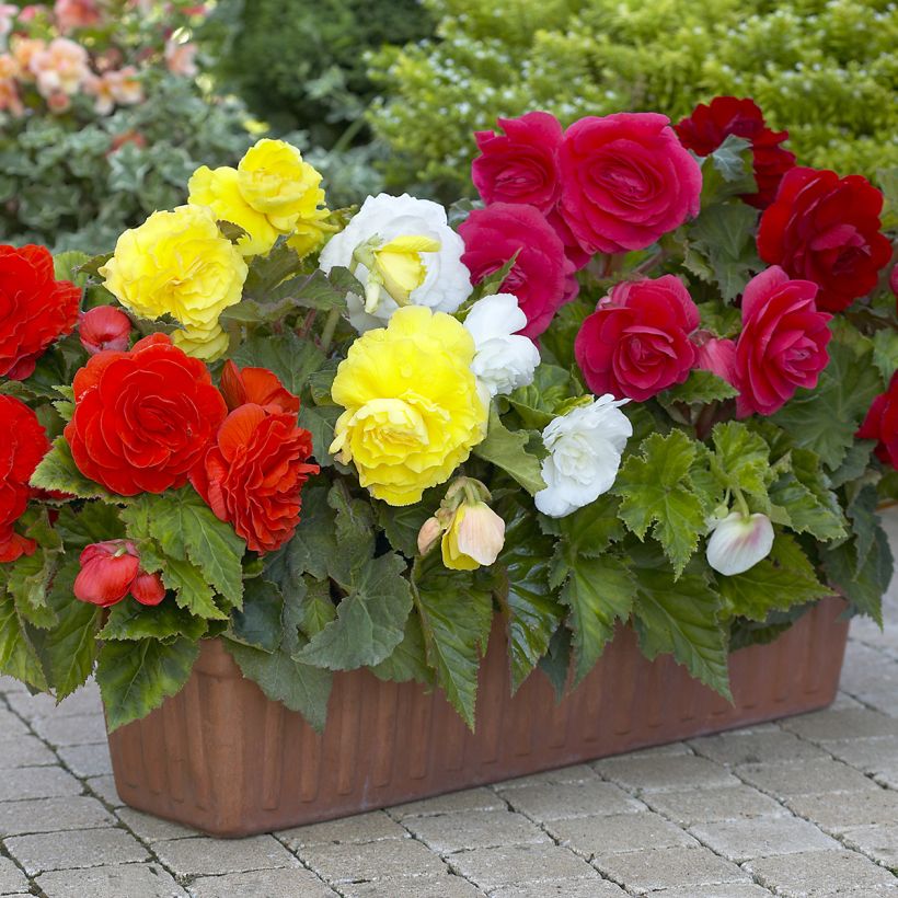 Begonia grandiflora Mix 8 colores (Porte)