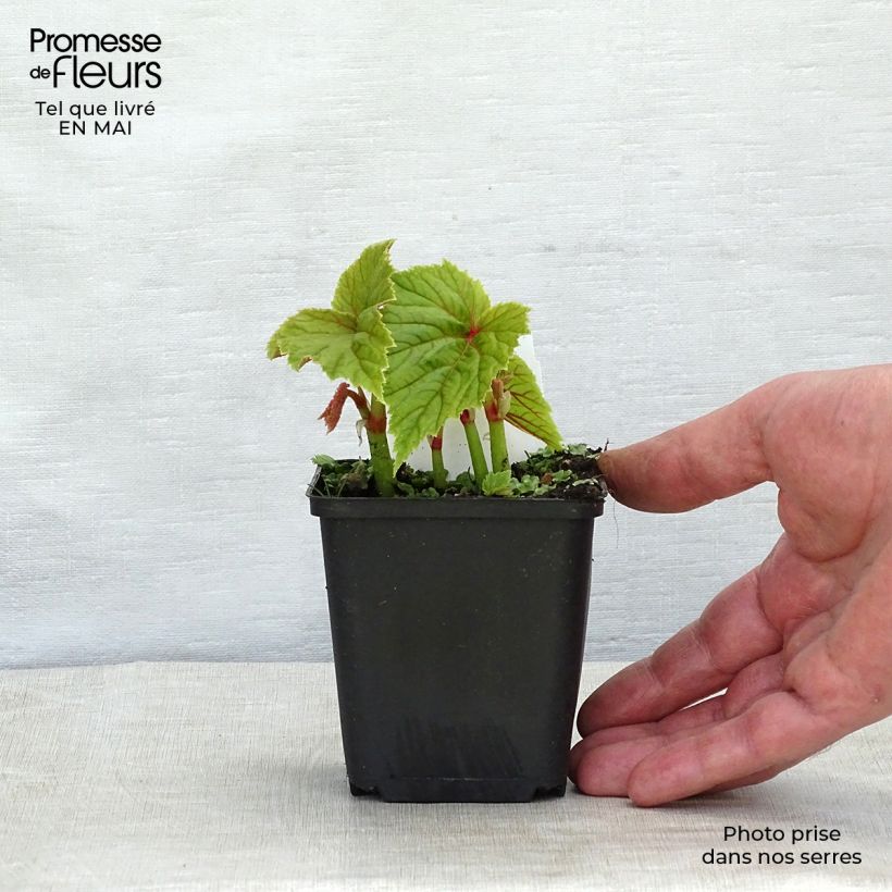Begonia grandis subsp. evansiana Maceta de 8/9 cm Ejemplar entregado en la primavera