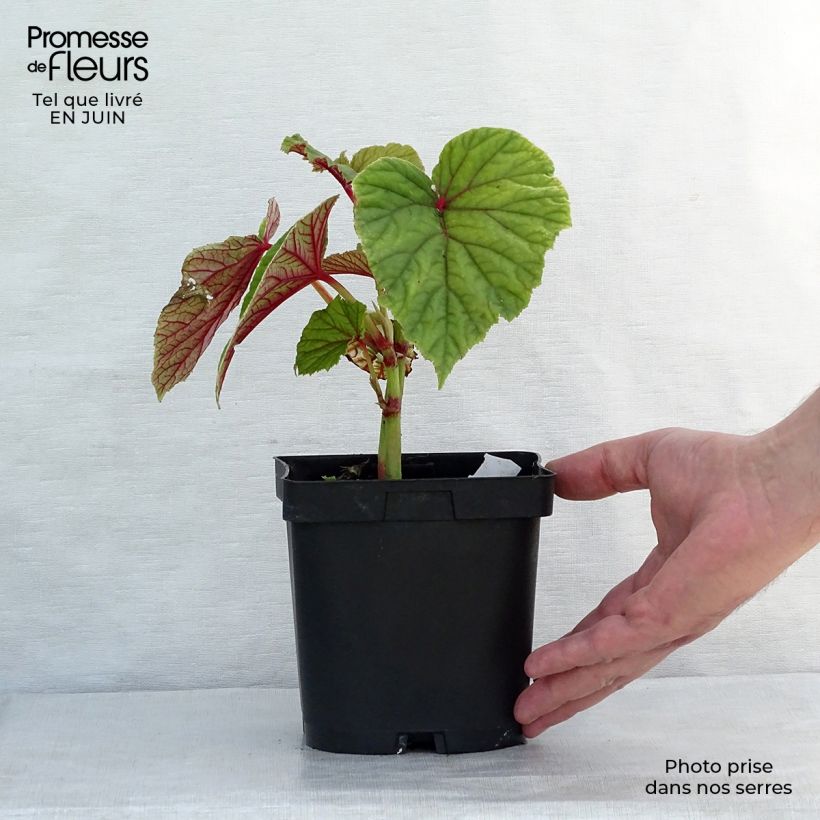 Ejemplar de Begonia grandis subsp. evansiana Maceta de 8/9 cm entregado en verano