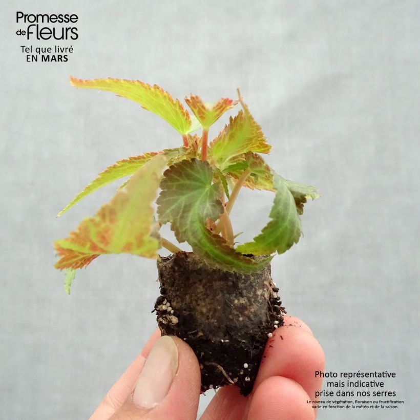 Begonia Belleconia Citrus minicepellón: Ø 3/4 cm Ejemplar entregado en la primavera