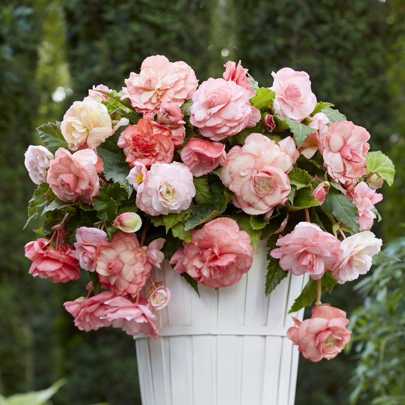 Begonia pendula Splendide Flamenca (Porte)