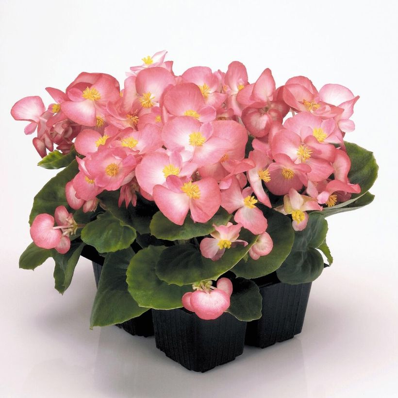 Begonia Siempre-florida Mascotte Bicolour Improved (Porte)