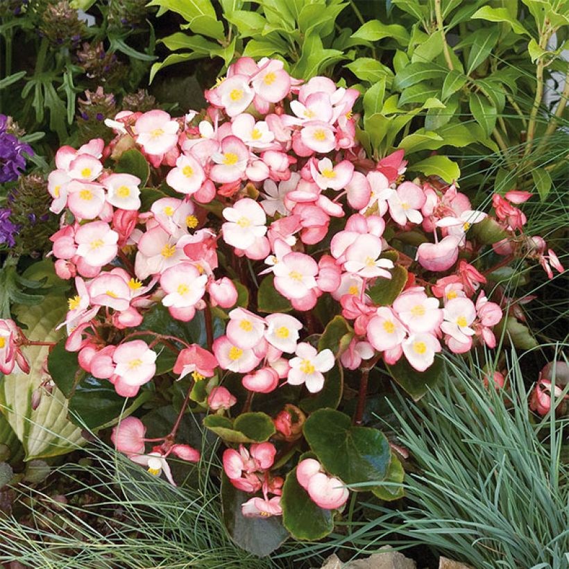Begonia Siempre-florida Maxima Rose Bicolor (Floración)