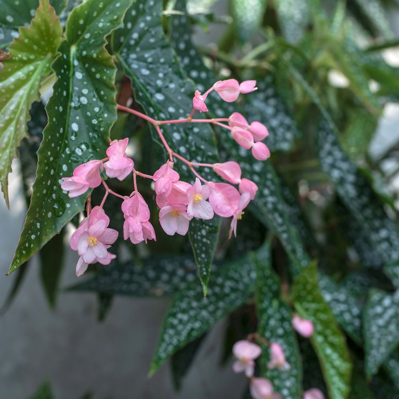 Begonia Wings maculata Silverspot (Floración)