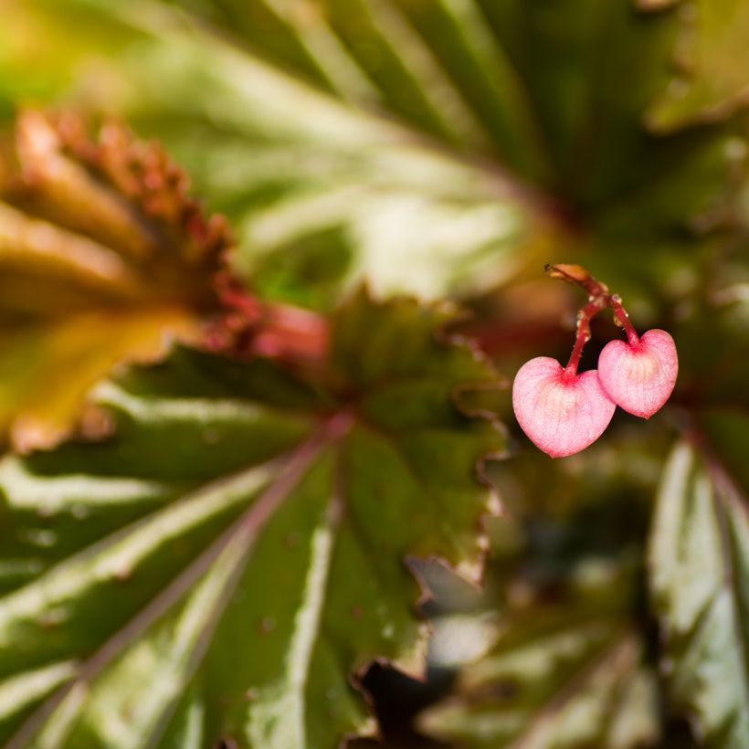 Begonia Wings serratipetala (Floración)