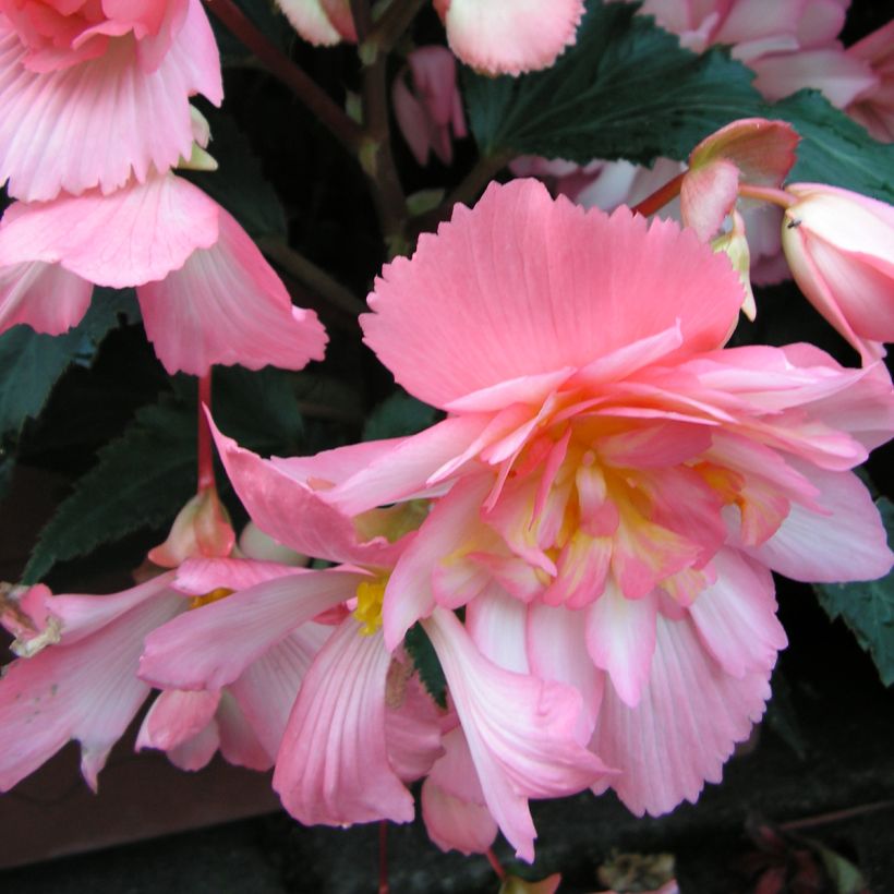 Begonia Chanson Pink and White Bicolor (Floración)