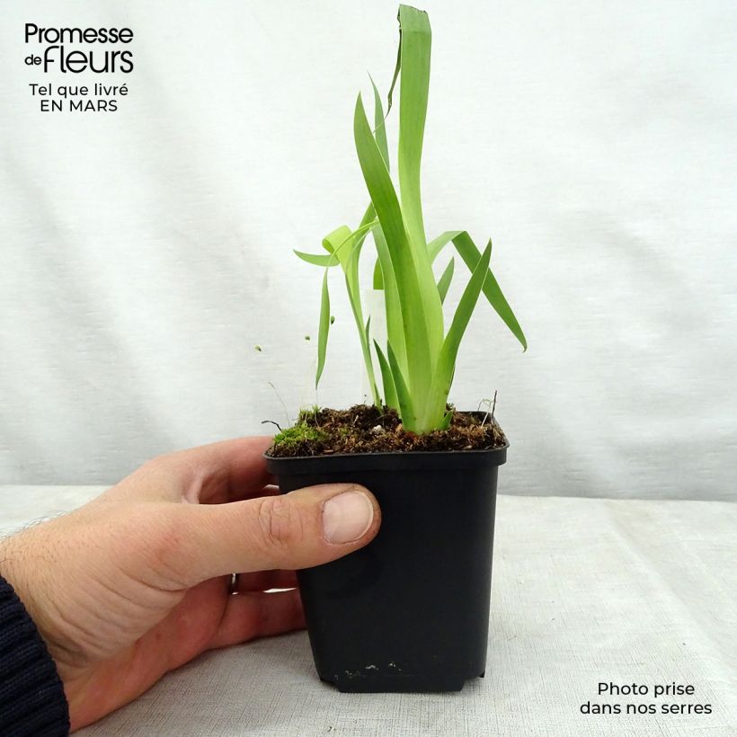 Belamcanda chinensis Hello Yellow Maceta de 8/9 cm Ejemplar entregado en la primavera