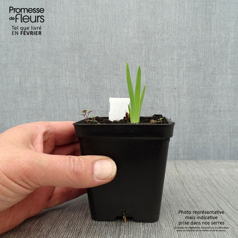 Belamcanda chinensis Hello Yellow Maceta de 8/9 cm Ejemplar entregado en invierno