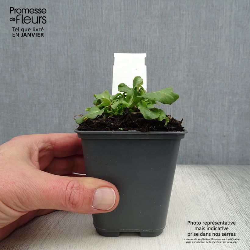 Bellis perennis Roze - Margarita de los prados Maceta de 7/8 cm Ejemplar entregado en invierno