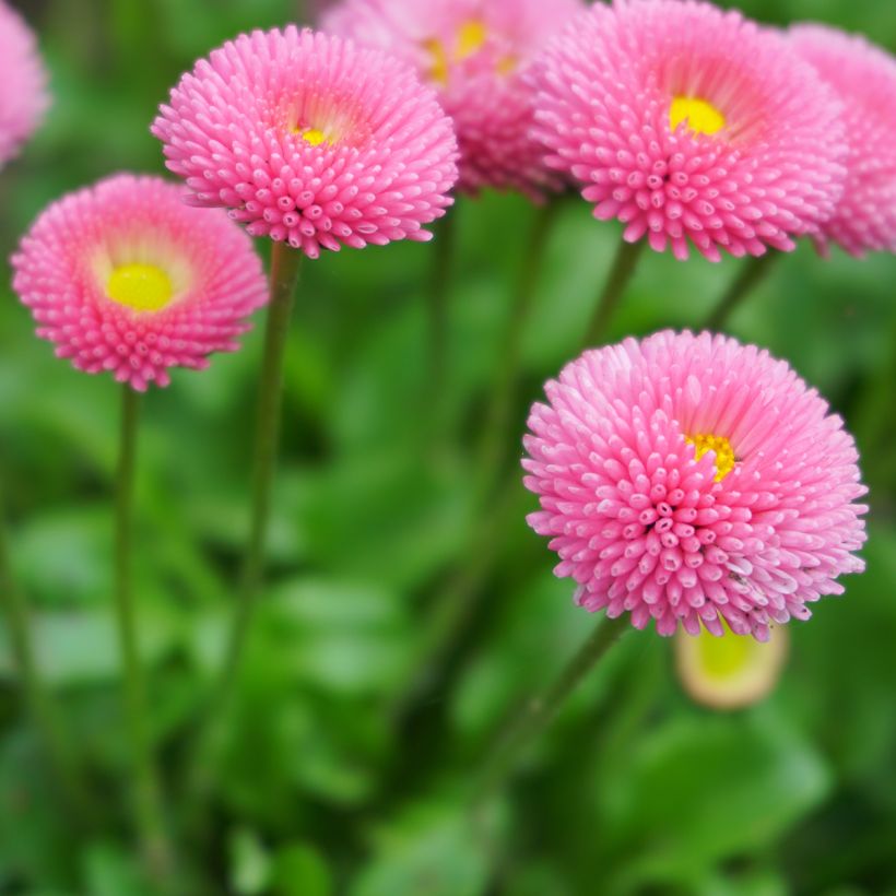 Bellis perennis Bellastar Compact Rose - Margarita de los prados (Floración)