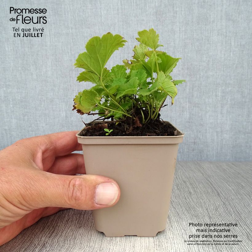 Ejemplar de Geum Cocktail Alabama Slammer - Hierba de San Benito Maceta de 8/9 cm entregado en verano