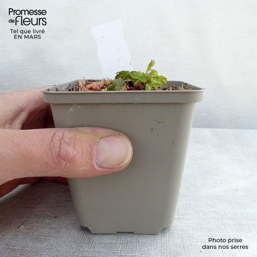 Geum Cocktail Alabama Slammer - Hierba de San Benito Maceta de 8/9 cm Ejemplar entregado en invierno