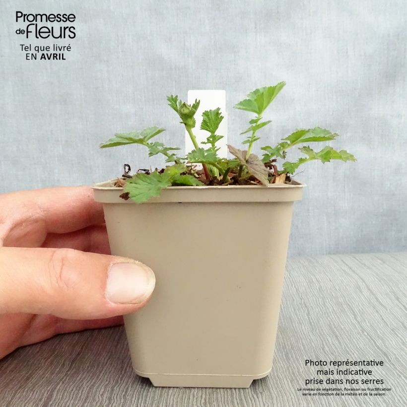 Geum chiloense Dolly North - Hierba del Clavo Maceta de 8/9 cm Ejemplar entregado en la primavera