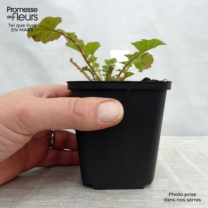 Geum Fire Storm - Hierba de San Benito Maceta de 8/9 cm Ejemplar entregado en invierno