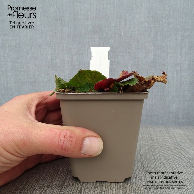 Geum chiloense Sigiswang - Hierba del Clavo Maceta de 8/9 cm Ejemplar entregado en invierno