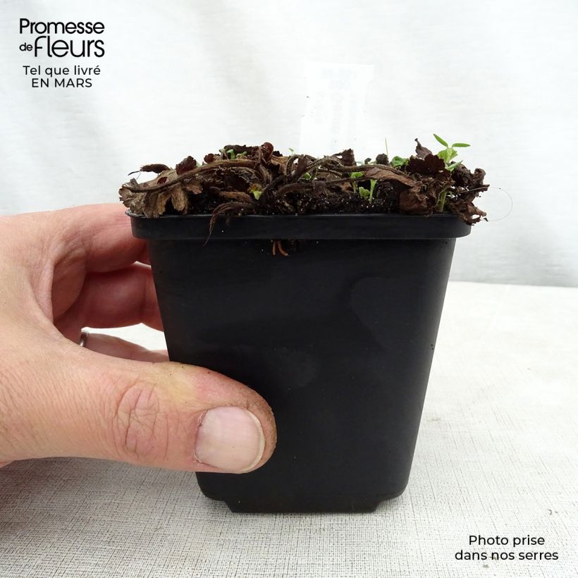 Geum rivale Album - Hierba de San Benito Maceta de 8/9 cm Ejemplar entregado en la primavera