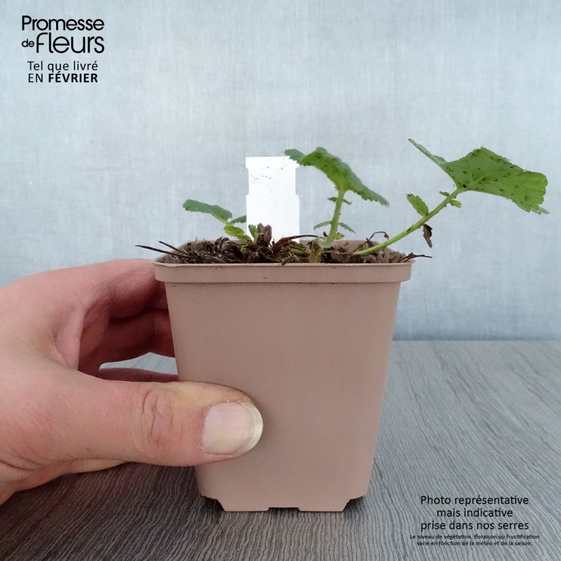 Geum rivale Album - Hierba de San Benito Maceta de 8/9 cm Ejemplar entregado en invierno