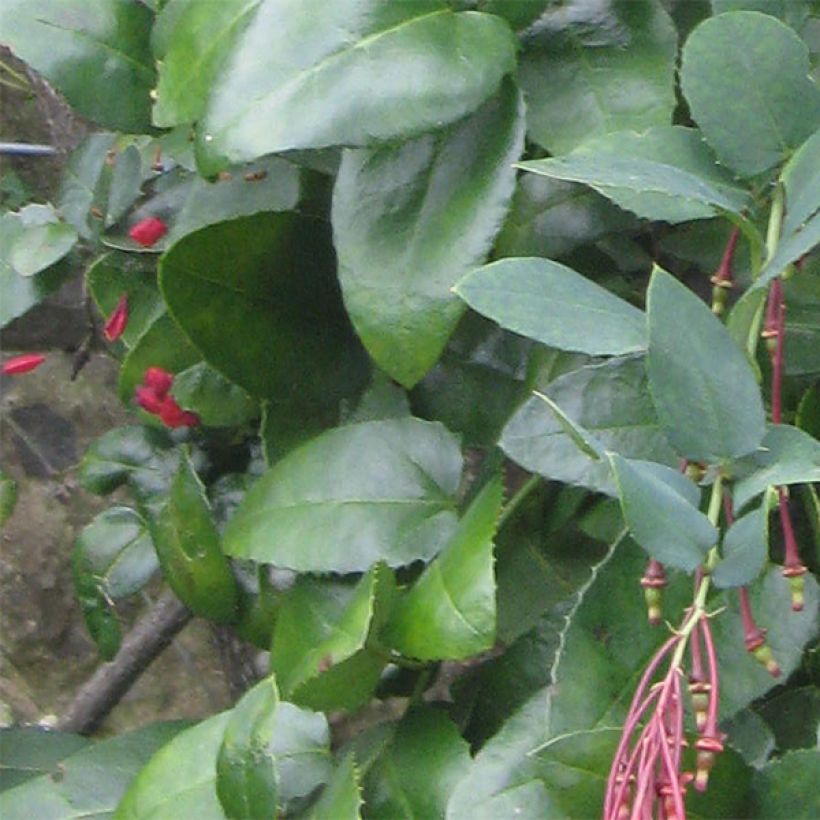 Berberidopsis corallina - Michay rojo (Follaje)