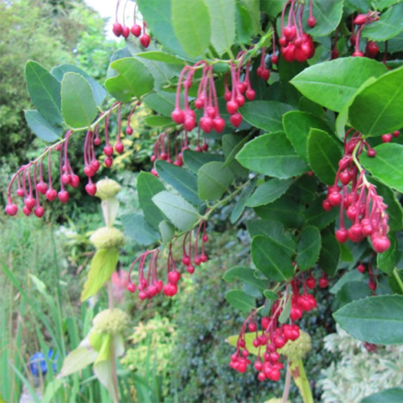 Berberidopsis corallina - Michay rojo (Floración)