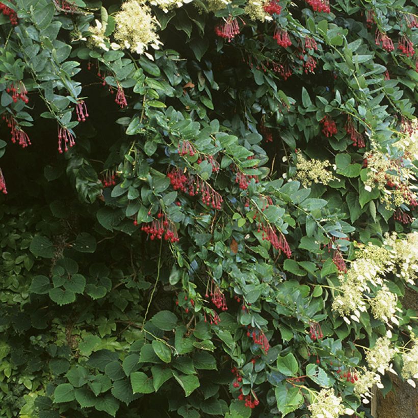 Berberidopsis corallina - Michay rojo (Porte)