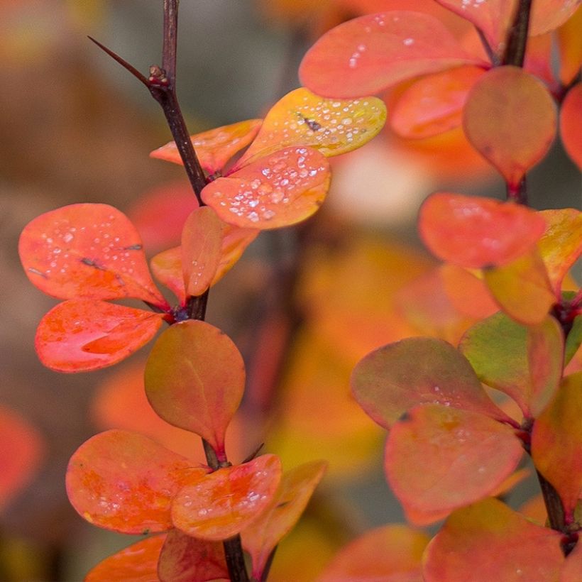 Agracejo japonés - Berberis thunbergii Orange Ice (Follaje)