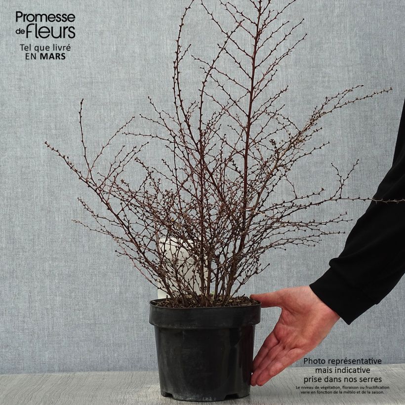 Agracejo japonés - Berberis thunbergii Golden Dream Maceta 2L/3L Ejemplar entregado en invierno