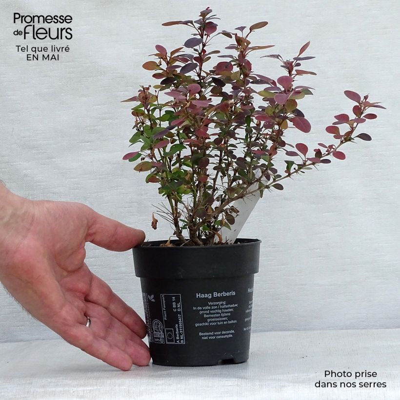 Agracejo rojo - Berberis thunbergii Atropurpurea Maceta de 8/9 cm Ejemplar entregado en la primavera