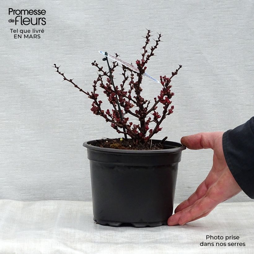 Agracejo japonés - Berberis thunbergii Bagatelle Maceta 2L/3L Ejemplar entregado en la primavera
