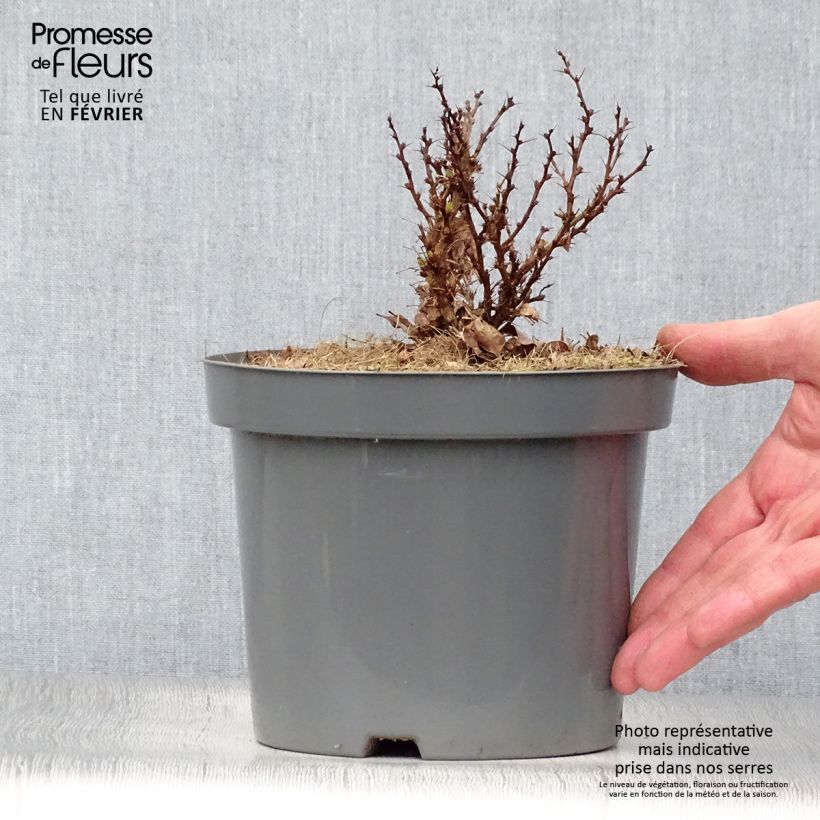Agracejo japonés - Berberis thunbergii Bagatelle Maceta 2L/3L Ejemplar entregado en invierno