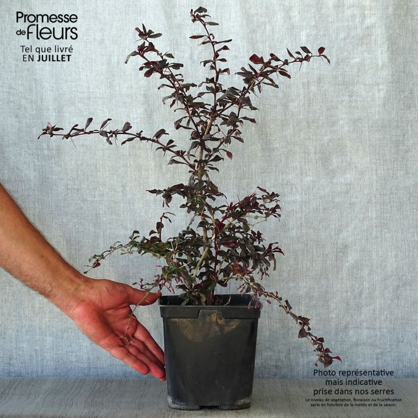 Ejemplar de Agracejo japonés - Berberis thunbergii Thunderbolt Maceta 2L/3L entregado en verano