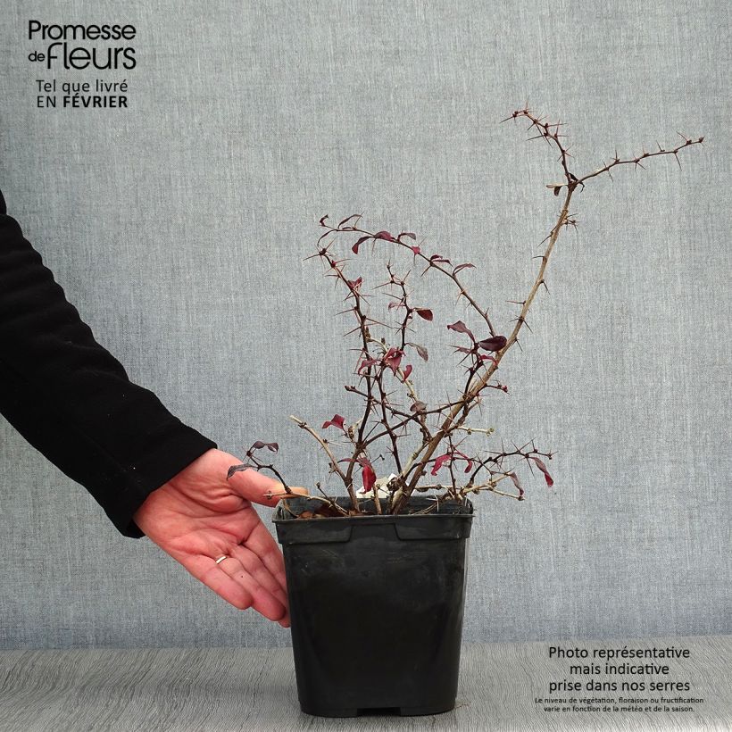 Agracejo japonés - Berberis thunbergii Thunderbolt Maceta 2L/3L Ejemplar entregado en invierno