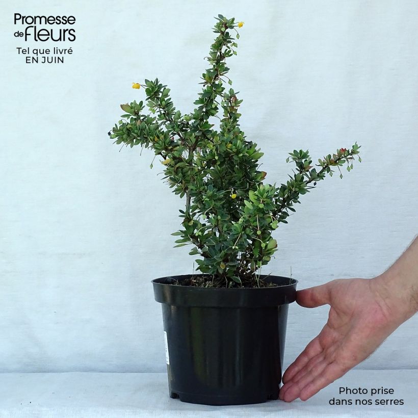 Ejemplar de Berberis buxifolia Nana - Agracejo Maceta 3L/4L entregado en verano