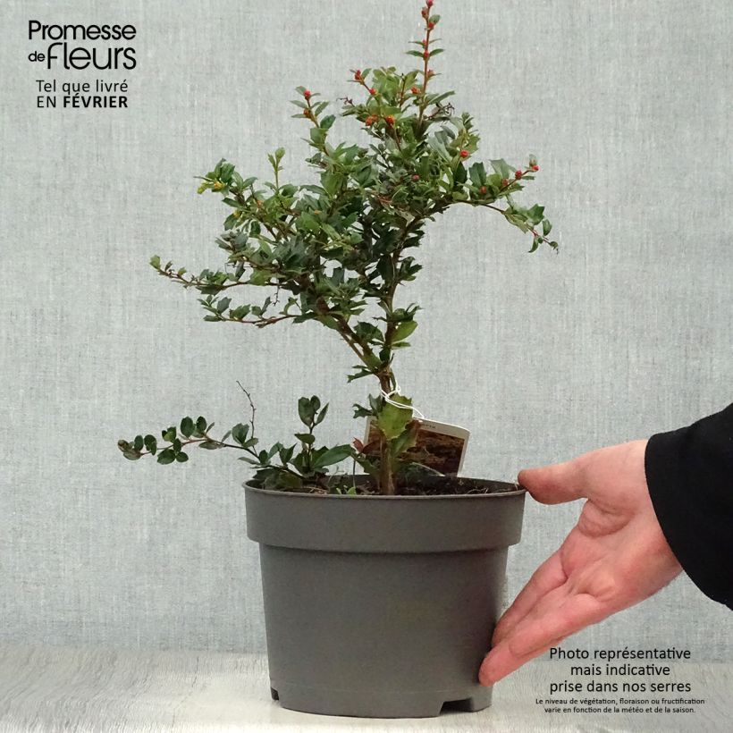 Berberis darwinii - Agracejo Maceta 2L/3L Ejemplar entregado en invierno
