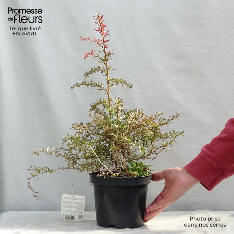 Berberis frikartii Amstelveen - Agracejo Maceta 2L/3L Ejemplar entregado en la primavera