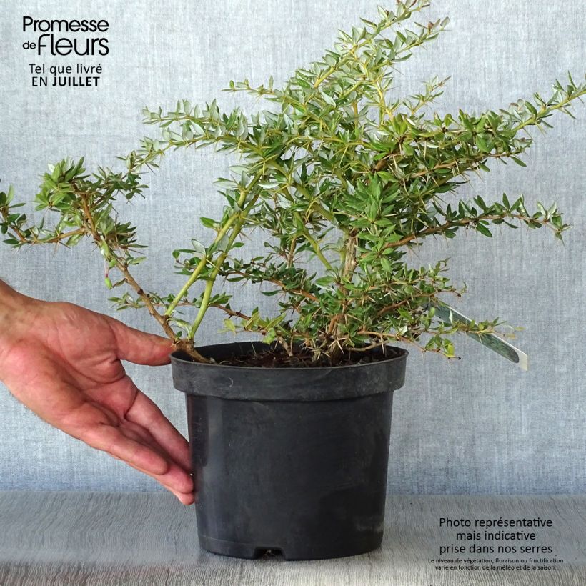 Ejemplar de Berberis frikartii Amstelveen - Agracejo Maceta 2L/3L entregado en verano