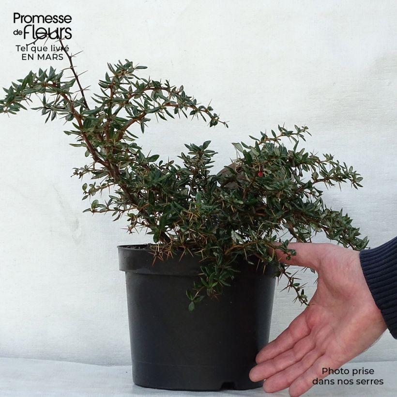 Agracejo - Berberis Chenaultii Maceta 2L/3L Ejemplar entregado en la primavera