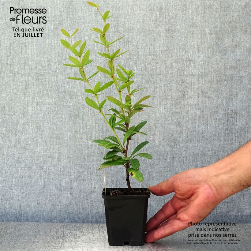 Ejemplar de Agracejo chino - Berberis julianae Maceta de 8/9 cm entregado en verano