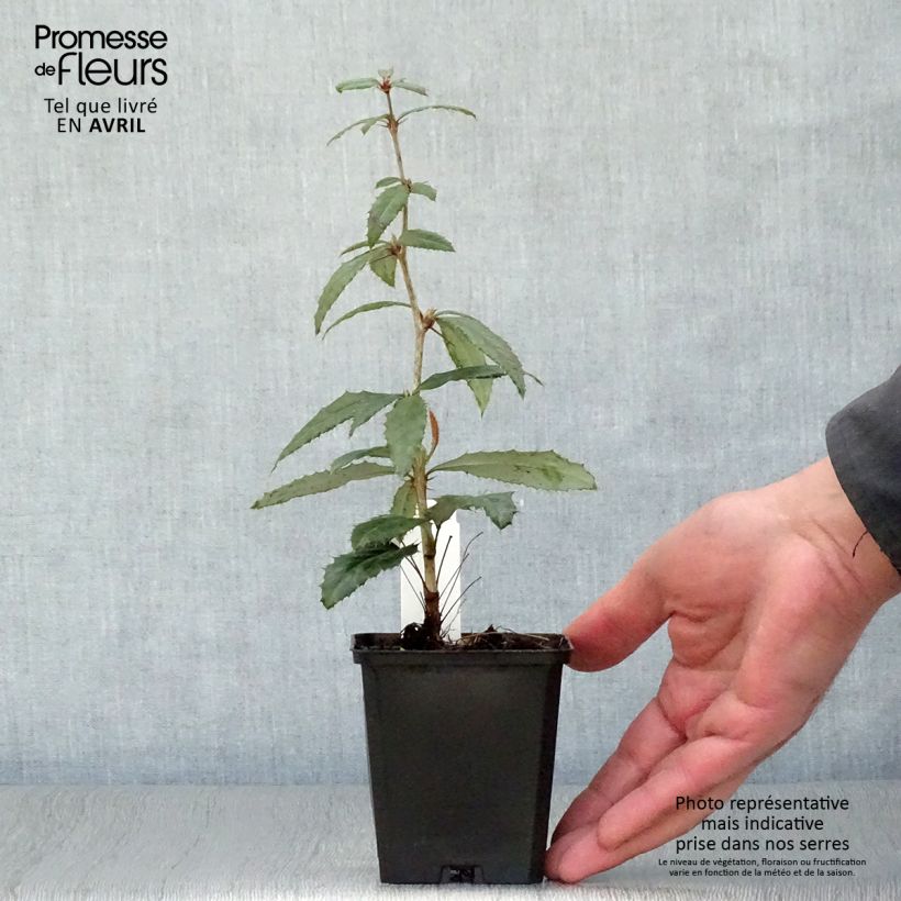 Agracejo chino - Berberis julianae Maceta de 8/9 cm Ejemplar entregado en la primavera