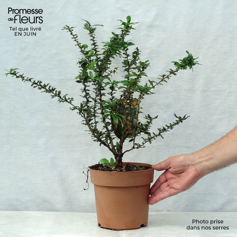 Ejemplar de Agracejo - Berberis lologensis Apricot Queen Maceta 2L/3L entregado en verano
