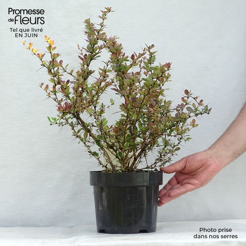 Ejemplar de Agracejo - Berberis media Red Jewel - Agracejo Maceta 3L/4L entregado en verano