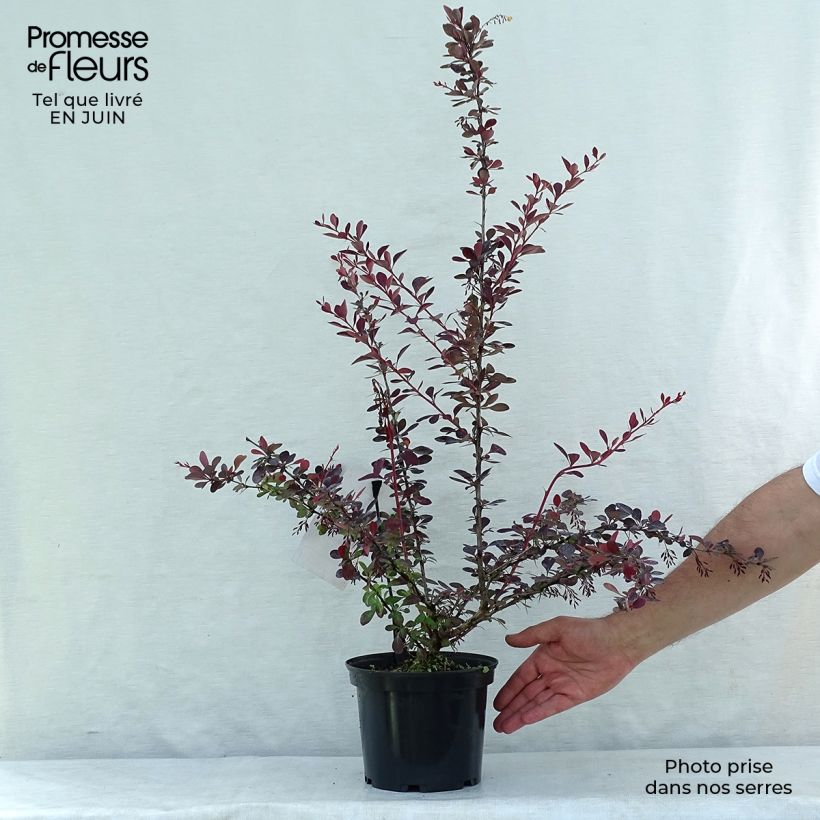 Ejemplar de Agracejo - Berberis ottawensis Auricoma Maceta 3L/4L entregado en verano