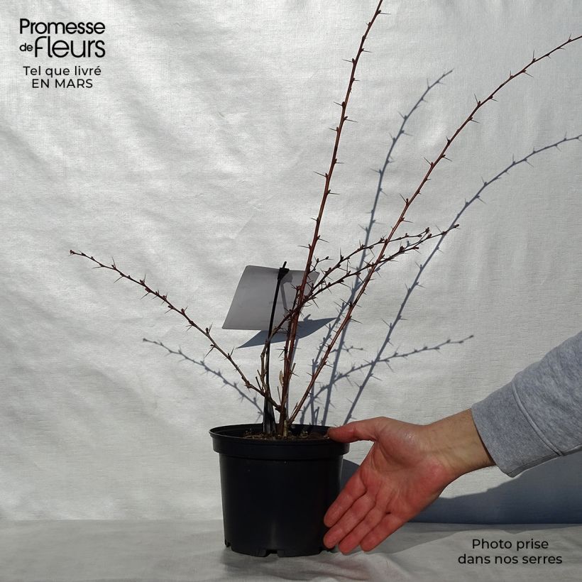 Agracejo - Berberis ottawensis Auricoma Maceta 3L/4L Ejemplar entregado en la primavera