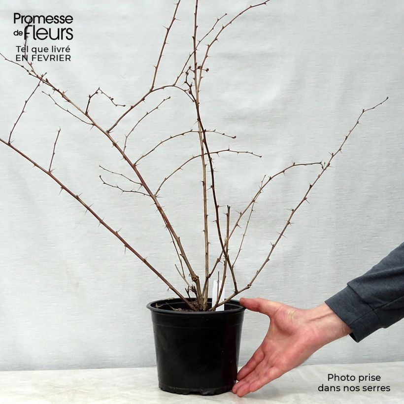 Agracejo - Berberis ottawensis Superba Maceta 3L/4L Ejemplar entregado en invierno