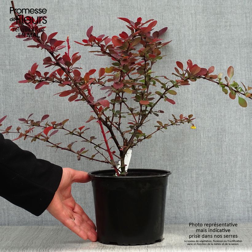 Agracejo - Berberis ottawensis Superba Maceta 3L/4L Ejemplar entregado en la primavera