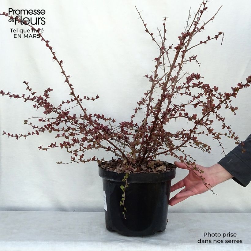 Agracejo - Berberis ottawensis Superba Maceta 7,5L/10L Ejemplar entregado en la primavera